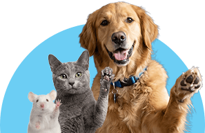 Dog Cat and Mouse