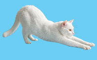 Cat Boarding