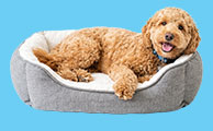 Dog Boarding