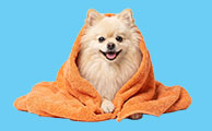 Dog Grooming