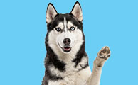 Dog Training