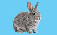 Exotic Pet Boarding